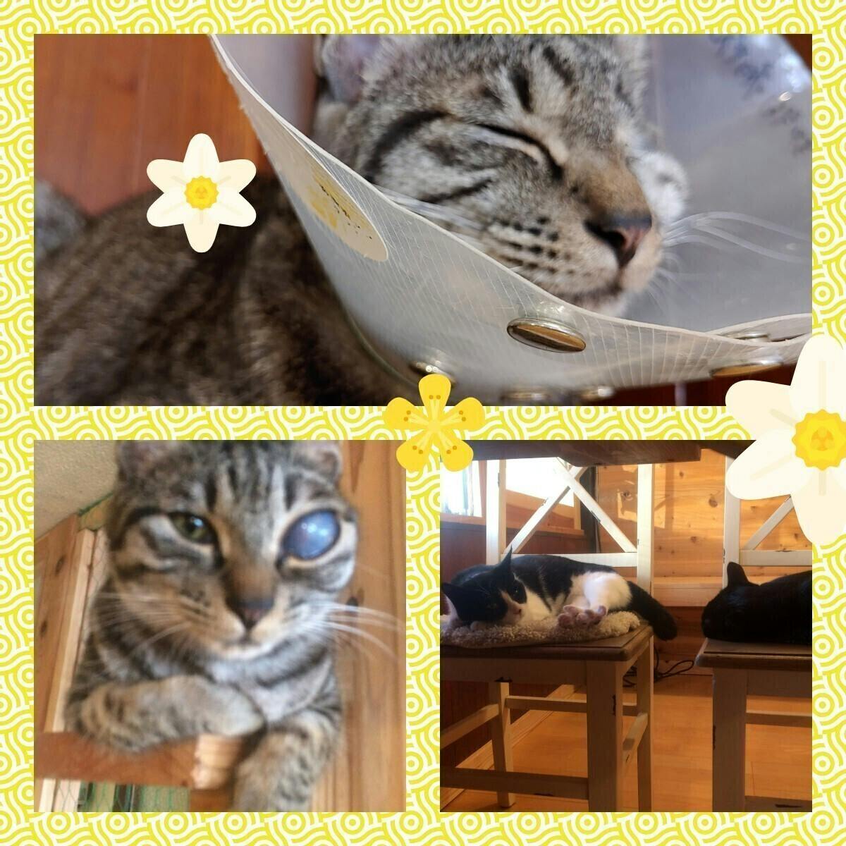 呉にある保護猫ちゃんたちを迎えるお店をもっと広く楽しい場所にしていきたい Campfire キャンプファイヤー 呉にある保護猫ちゃんたちを迎えるお店をもっと広く楽しい場所にしていきたい Campfire キャンプファイヤー