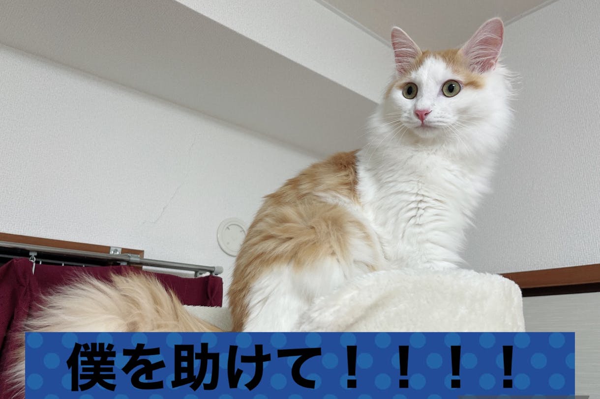 猫伝染性腹膜炎 Fip を発症した保護猫部長ちゃんを助けてください Campfire キャンプファイヤー 猫伝染性腹膜炎 Fip を発症した保護猫部長ちゃんを助けてください Campfire キャンプファイヤー