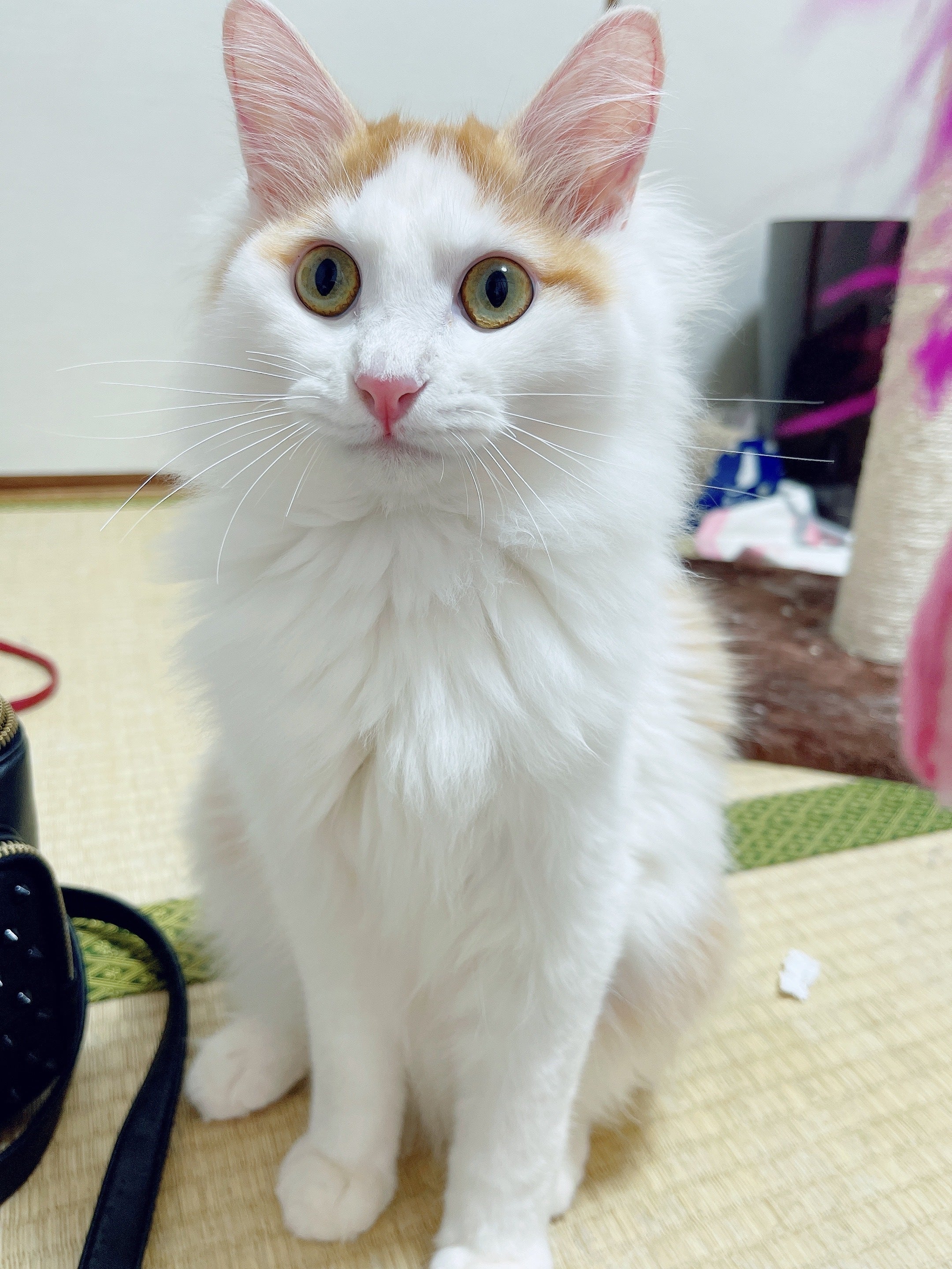 5番目のメイン画像