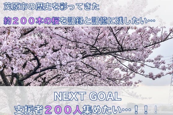 茂原市の歴史を彩ってきた約0本の桜を記録と記憶に残したい へのコメント Campfire キャンプファイヤー
