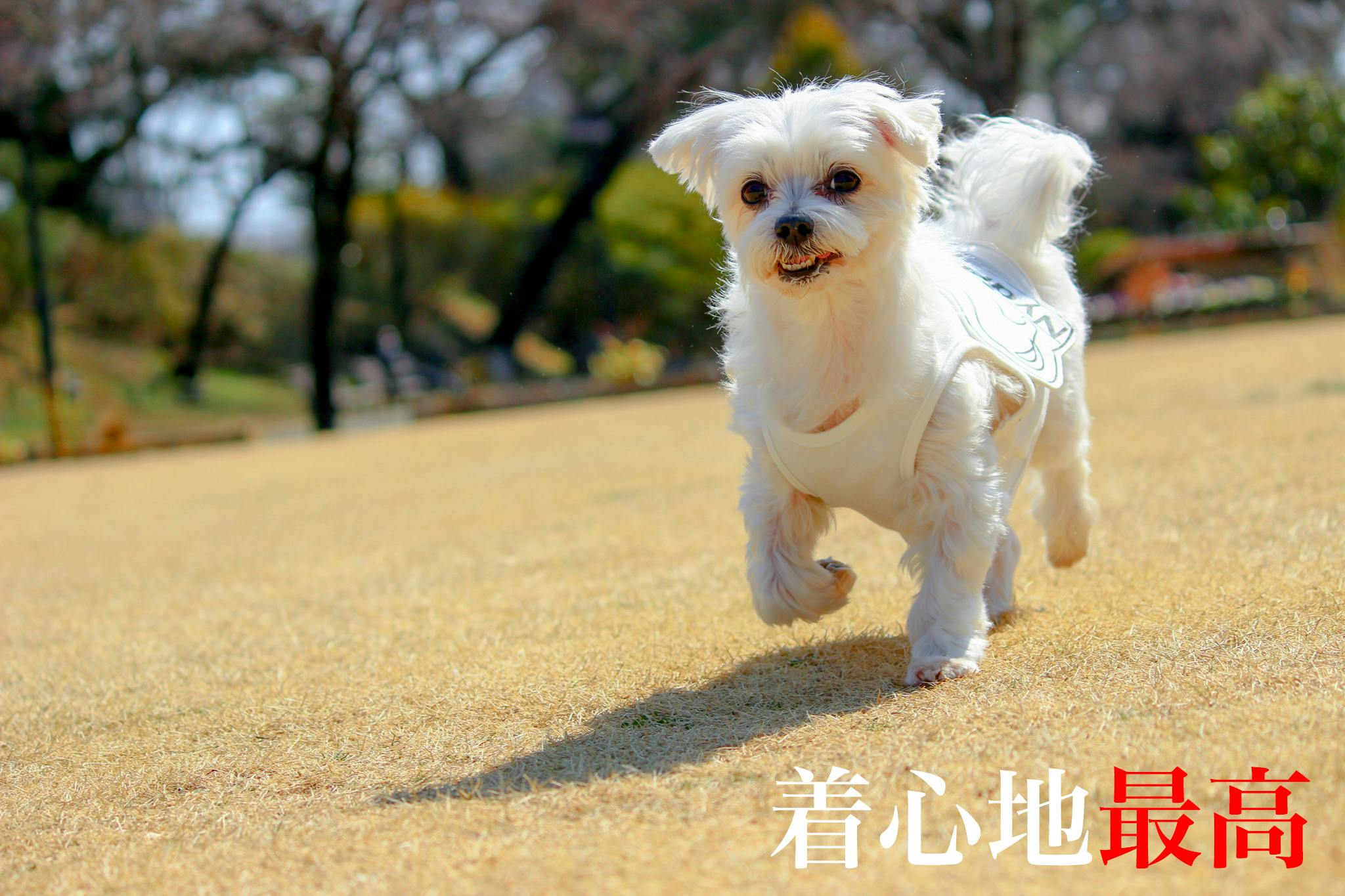 たった3分でペットを救うヒーローに 犬猫の心肺蘇生法を広めたい Campfire キャンプファイヤー たった3分でペットを救うヒーローに 犬猫の心肺蘇生法を広めたい Campfire キャンプファイヤー