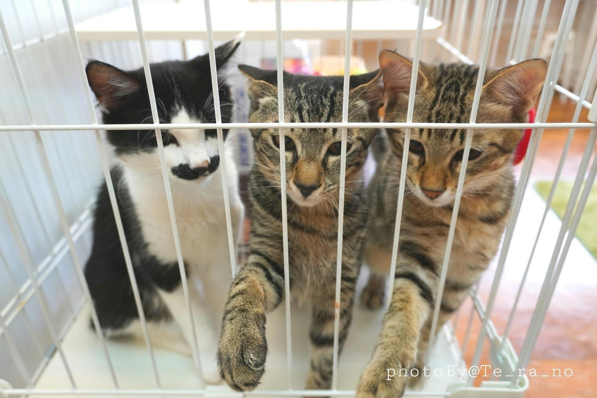 保護猫カフェnekohamaの運営継続支援のお願い Campfire キャンプファイヤー 保護猫カフェnekohamaの運営継続支援のお願い Campfire キャンプファイヤー