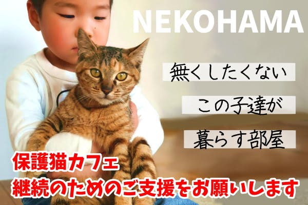 保護猫カフェnekohamaの運営継続支援のお願い Campfire キャンプファイヤー