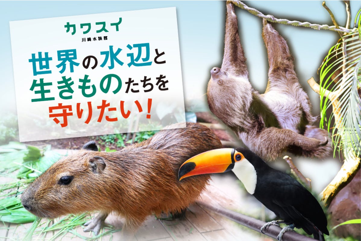 カワスイクルーに聞いてみよう後編 動物担当クルーにきいてみよう お試しver Campfire キャンプファイヤー