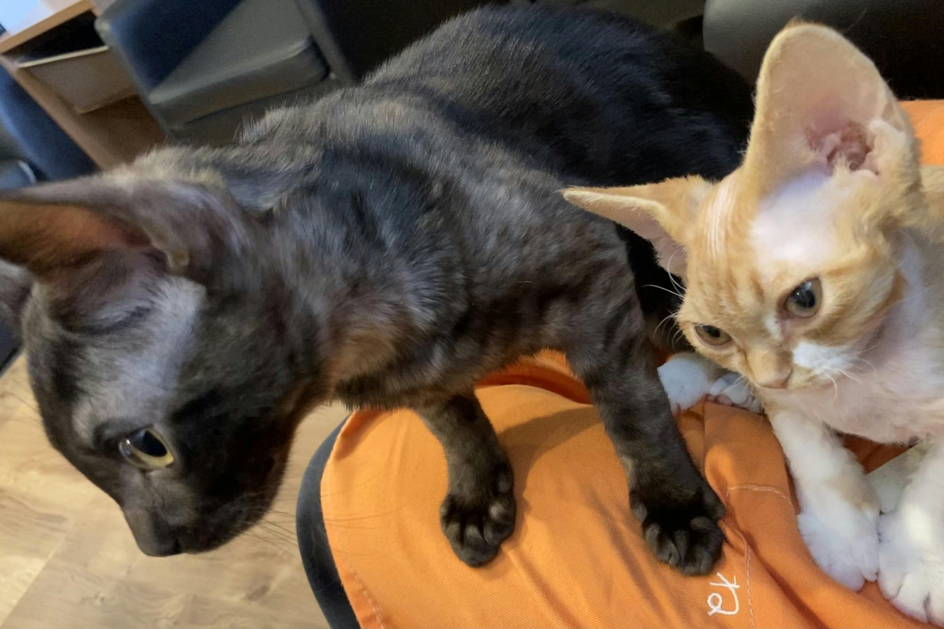 残り3日 ですが緊急事態 クリスくんが真菌を再発してしまいました Campfire キャンプファイヤー 残り3日 ですが緊急事態 クリスくんが真菌を再発してしまいました Campfire キャンプファイヤー