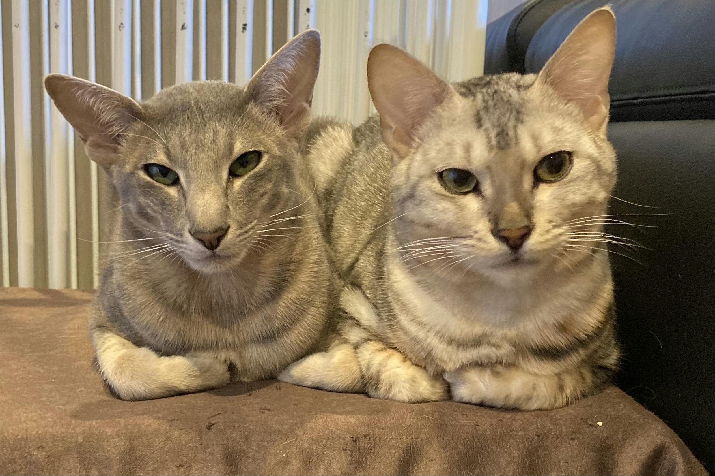 残り3日 ですが緊急事態 クリスくんが真菌を再発してしまいました Campfire キャンプファイヤー 残り3日 ですが緊急事態 クリスくんが真菌を再発してしまいました Campfire キャンプファイヤー