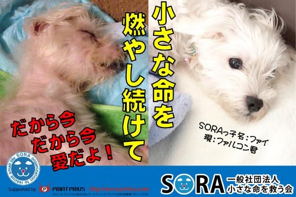 保護犬用シェルター兼ケア施設増設と重篤な保護犬の医療費にお力添え下さい Campfire キャンプファイヤー