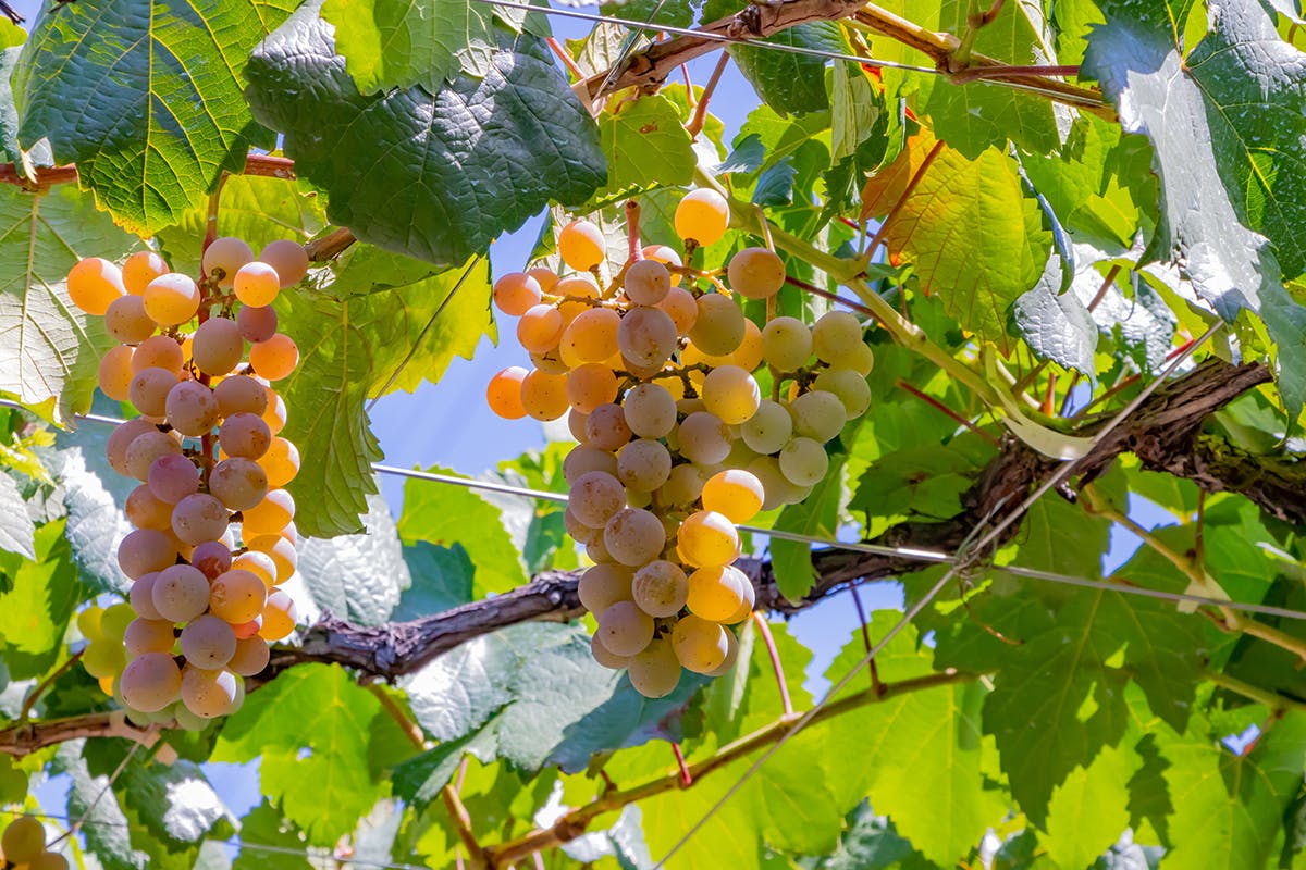 耕作放棄地が増える 甲州 のぶどう畑に 新規就農者支援で新しい担い手を Campfire キャンプファイヤー 耕作放棄地が増える 甲州 のぶどう畑に 新規就農者支援で新しい担い手を Campfire キャンプファイヤー