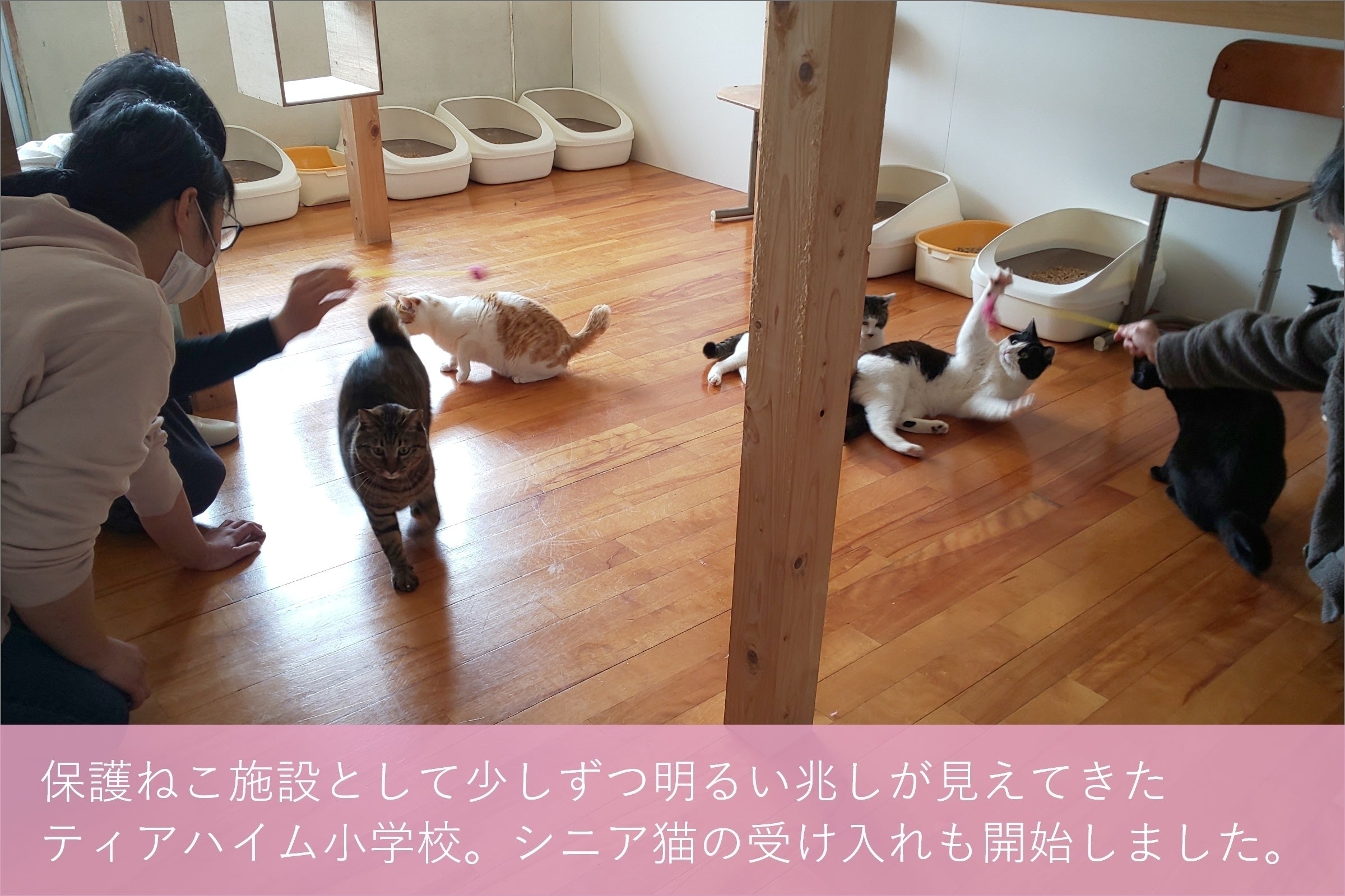 酷暑に備えて 保護ねこたちの部屋に暑さ対策をしたい Campfire キャンプファイヤー