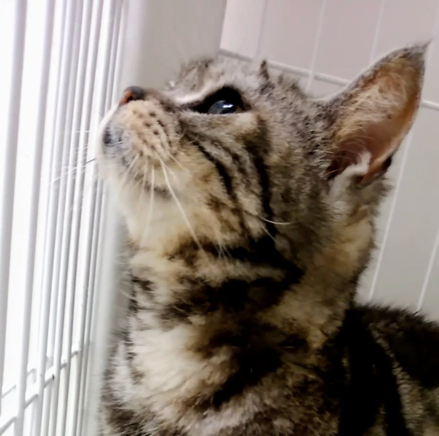 飼い主のいない心臓病の ポメラニアンの男の子 推定2歳 を救いたい Campfire キャンプファイヤー 飼い主のいない心臓病の ポメラニアンの男の子 推定2歳 を救いたい Campfire キャンプファイヤー