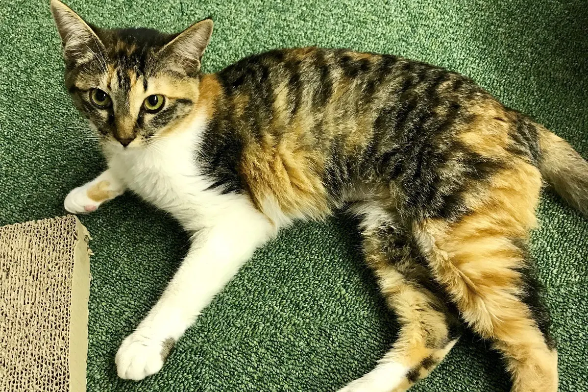 3番目のメイン画像