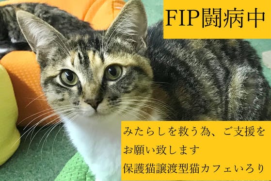 Fip闘病中 保護猫譲渡型猫カフェいろり在籍 みたらし の治療費ご支援のお願い Campfire キャンプファイヤー