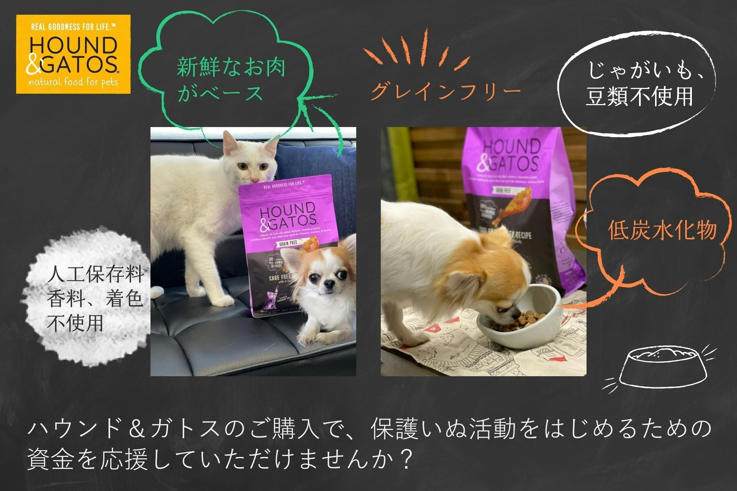 ティアハイム小学校で保護いぬ活動を始めたい第2弾 Campfire キャンプファイヤー ティアハイム小学校で保護いぬ活動を始めたい第2弾 Campfire キャンプファイヤー