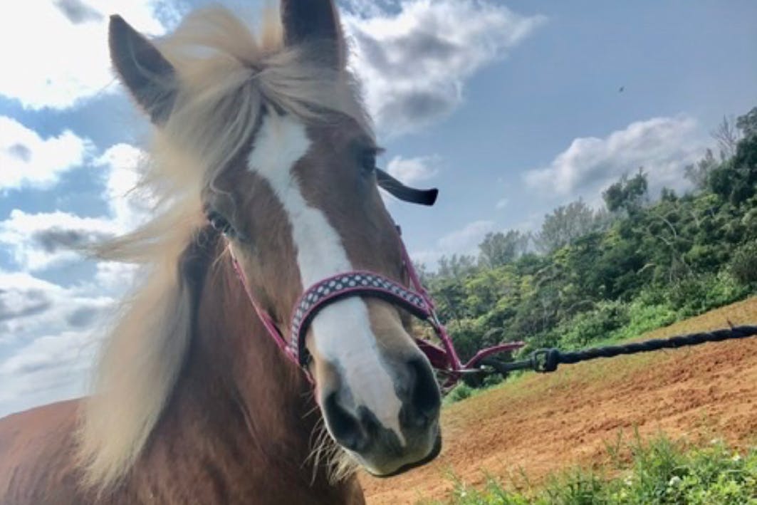 沖縄初の引退馬養老牧場　～一頭でも多くの馬に幸せな余生を～