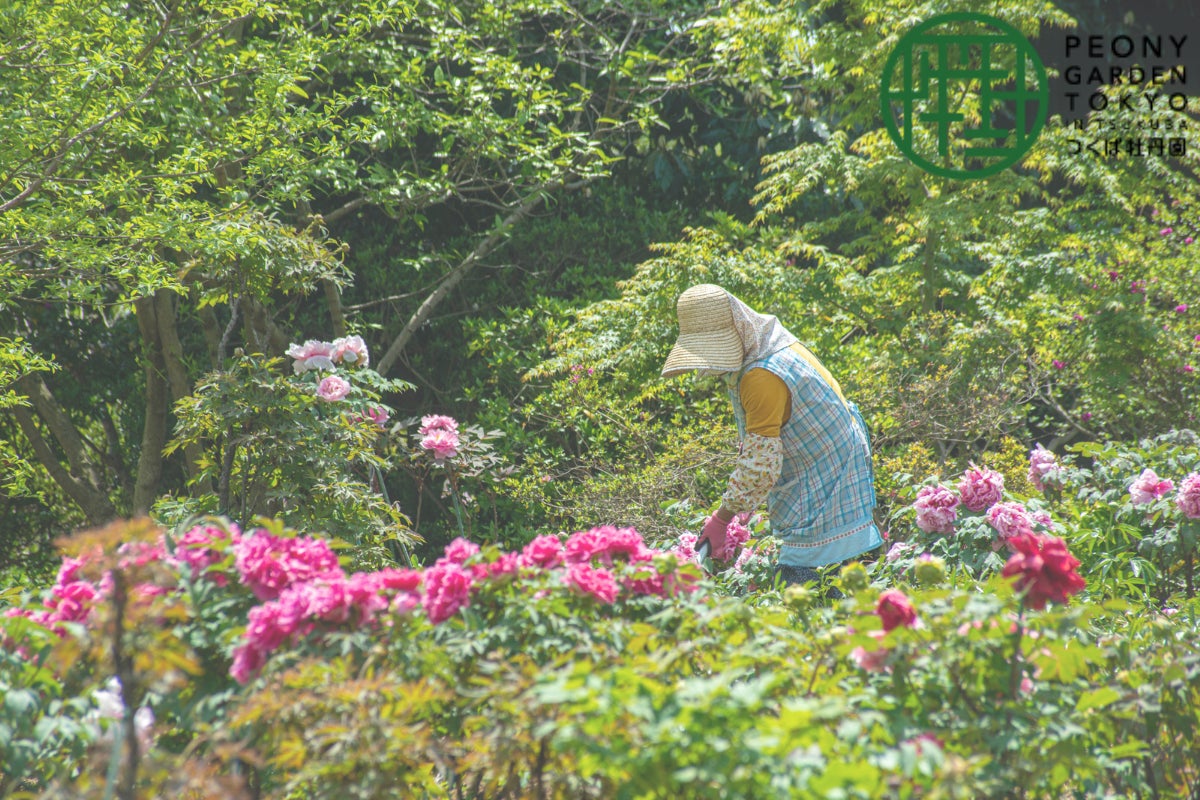 6万株の牡丹と芍薬の花を守りたい つくば牡丹園応援プロジェクト Campfire キャンプファイヤー 6万株の牡丹と芍薬の花を守りたい つくば牡丹園応援プロジェクト Campfire キャンプファイヤー