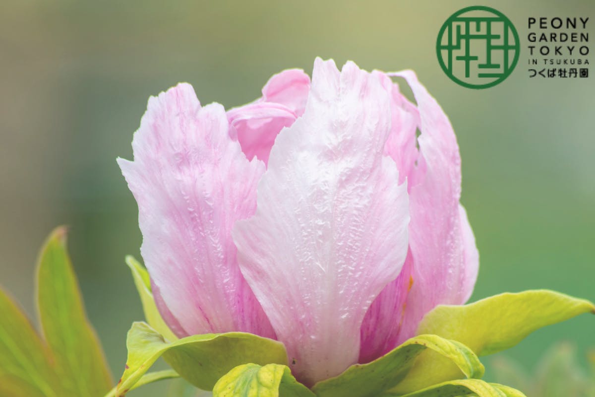 6万株の牡丹と芍薬の花を守りたい つくば牡丹園応援プロジェクト Campfire キャンプファイヤー 6万株の牡丹と芍薬の花を守りたい つくば牡丹園応援プロジェクト Campfire キャンプファイヤー