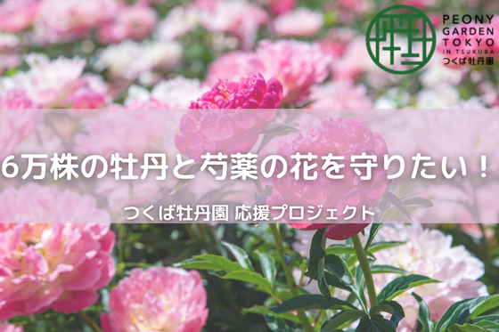 6万株の牡丹と芍薬の花を守りたい つくば牡丹園応援プロジェクトアクティビティ Campfire キャンプファイヤー