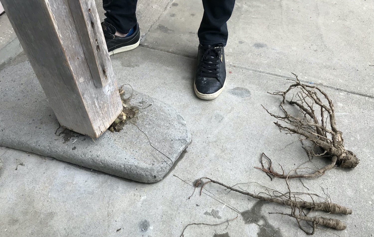 和紙のふるさと埼玉県小川町 生産不足の手漉き和紙原料ねりを家庭で育て 世界へ Campfire キャンプファイヤー 和紙のふるさと埼玉県小川町 生産不足の手漉き和紙原料ねりを家庭で育て 世界へ Campfire キャンプファイヤー