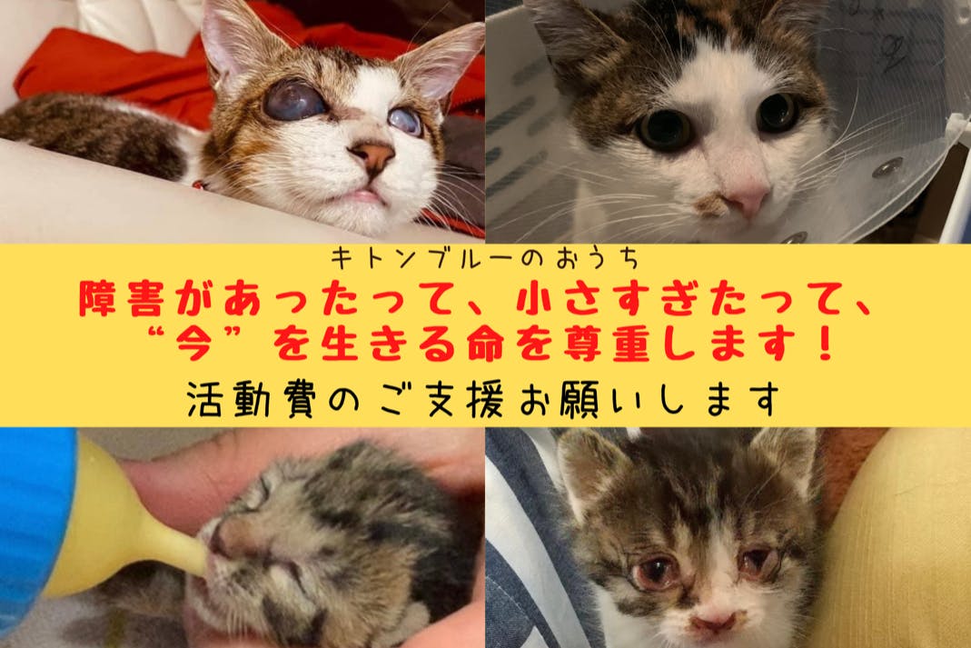 保護猫 飼育困難という理由で命を諦めたくない 障害持ちや幼弱な子猫を救いたい Campfire キャンプファイヤー