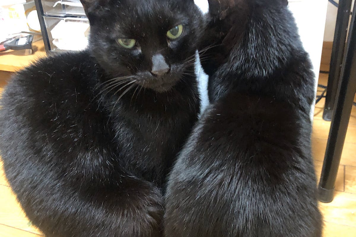 くろねころびんちゃんの 黒ねこ意匠 さんから 応援メッセージをいただきました Campfire キャンプファイヤー くろねころびんちゃんの 黒ねこ意匠 さんから 応援メッセージをいただきました Campfire キャンプファイヤー