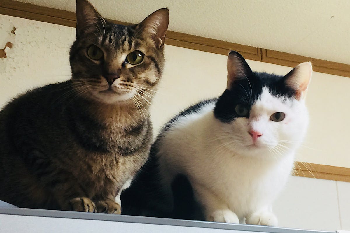 新しい家族探しを余儀なくされた高齢の闘病猫たちを守りたい 