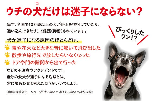 迷子犬をゼロに Qrコードで愛犬の情報 健康 ワクチン証明も登録できる迷子札 Campfire キャンプファイヤー