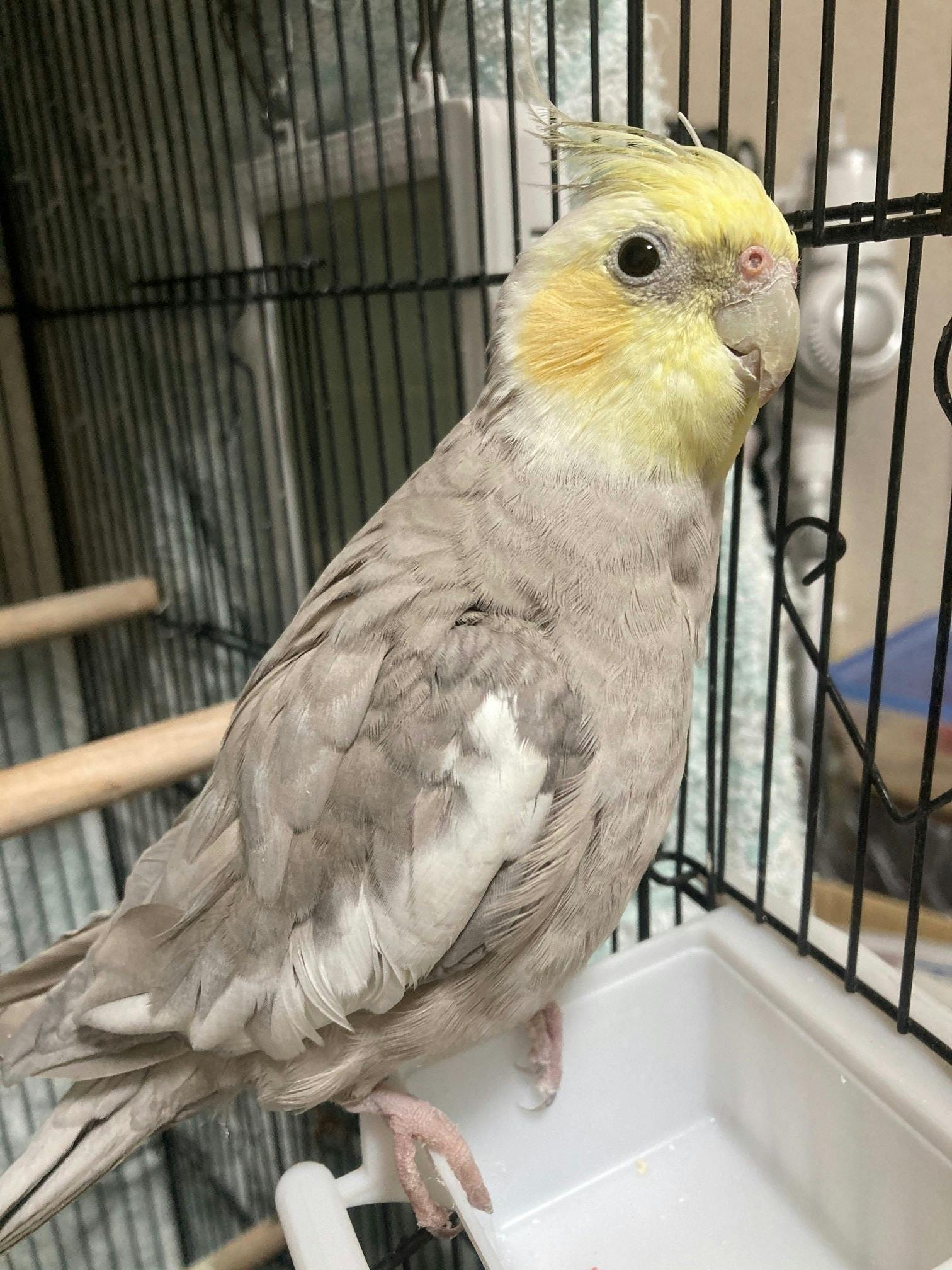 神奈川県のニワトリ保護施設完成に力を貸してください Campfire キャンプファイヤー 神奈川県のニワトリ保護施設完成に力を貸してください Campfire キャンプファイヤー