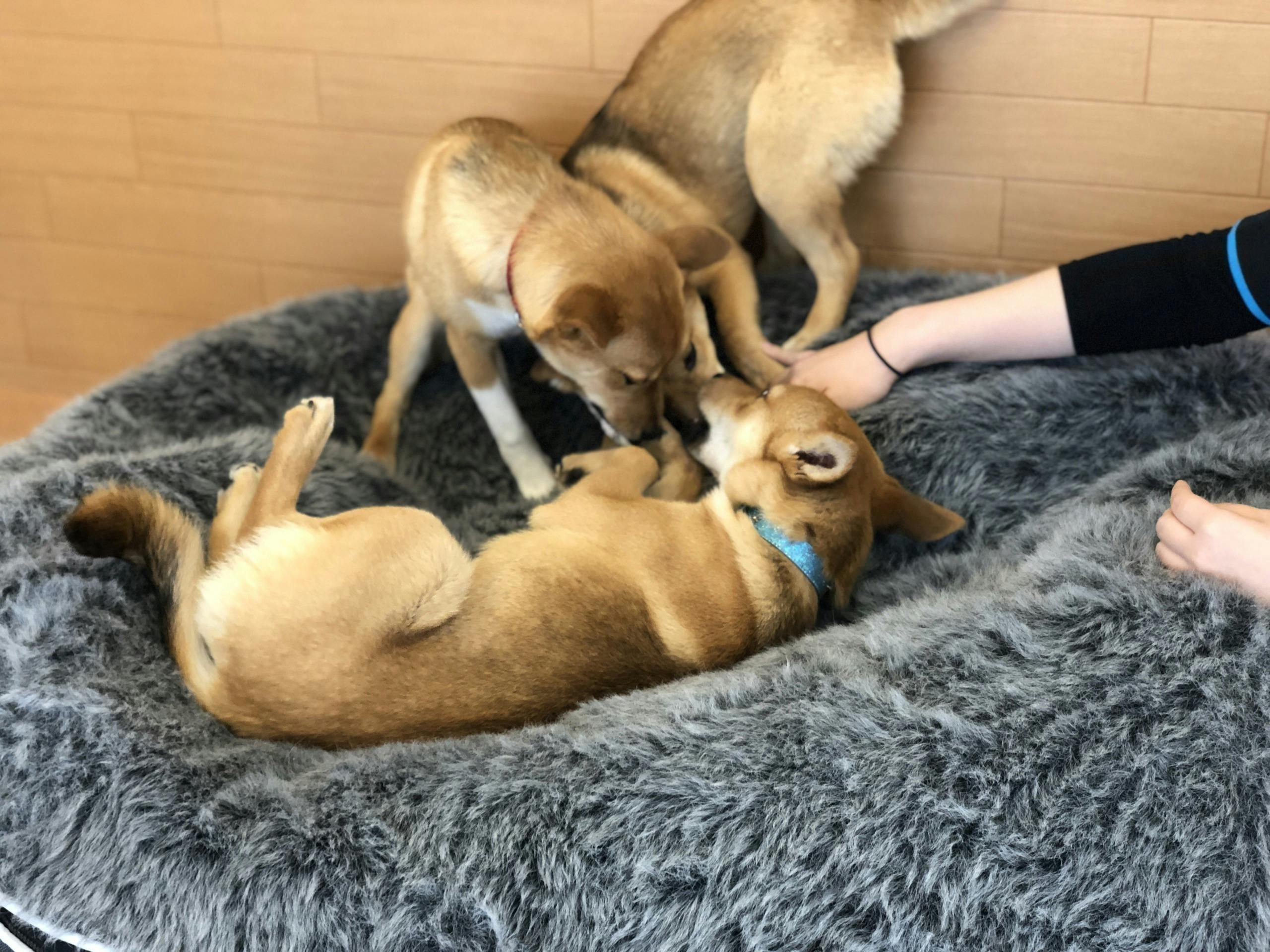 保護犬をアーティストに 保護犬自身が価値を提供し収益を生み出せる仕組みを作りたい Campfire キャンプファイヤー 保護犬をアーティストに 保護犬自身が価値を提供し収益を生み出せる仕組みを作りたい Campfire キャンプファイヤー