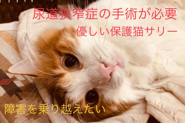 尿道狭窄 の障害を持った猫の小さな命を守りたい Campfire キャンプファイヤー