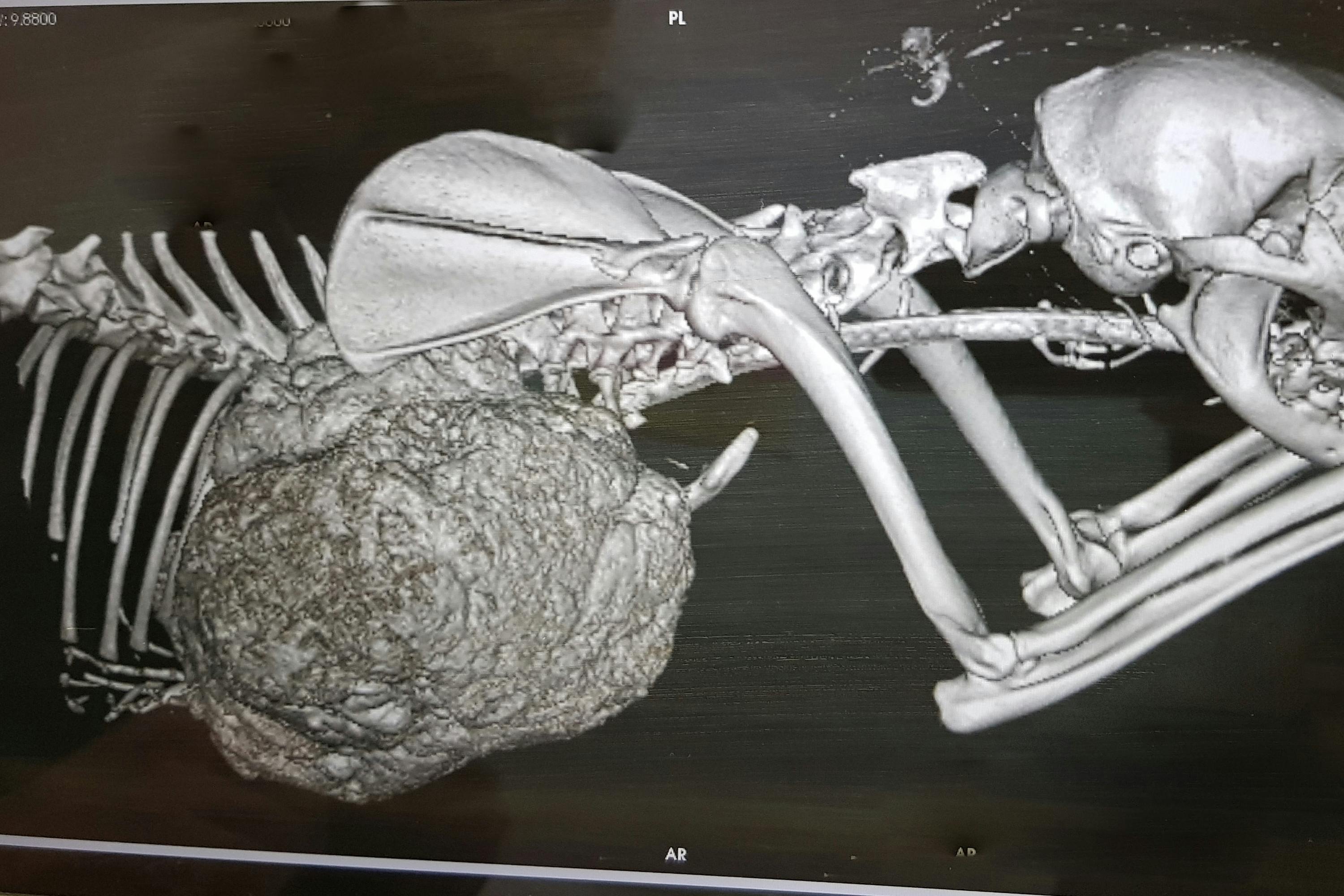 野良猫の骨肉腫 手術費用 保護部屋の修繕アクティビティ Campfire キャンプファイヤー 野良猫の骨肉腫 手術費用 保護部屋の修繕アクティビティ Campfire キャンプファイヤー