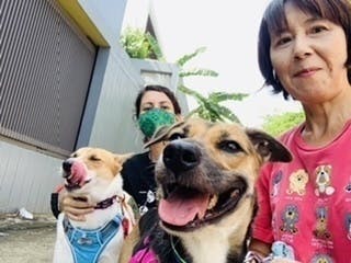 保護犬を英国の里親様に届ける高額輸送費を調達したい Campfire キャンプファイヤー 保護犬を英国の里親様に届ける高額輸送費を調達したい Campfire キャンプファイヤー