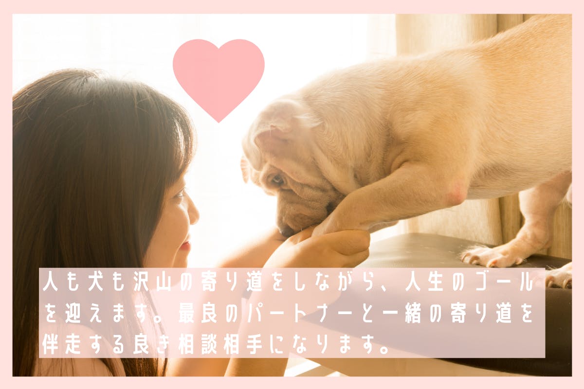 繁殖引退犬たちの 第二の犬生をしあわせにしたい プロジェクト Campfire キャンプファイヤー 繁殖引退犬たちの 第二の犬生をしあわせにしたい プロジェクト Campfire キャンプファイヤー