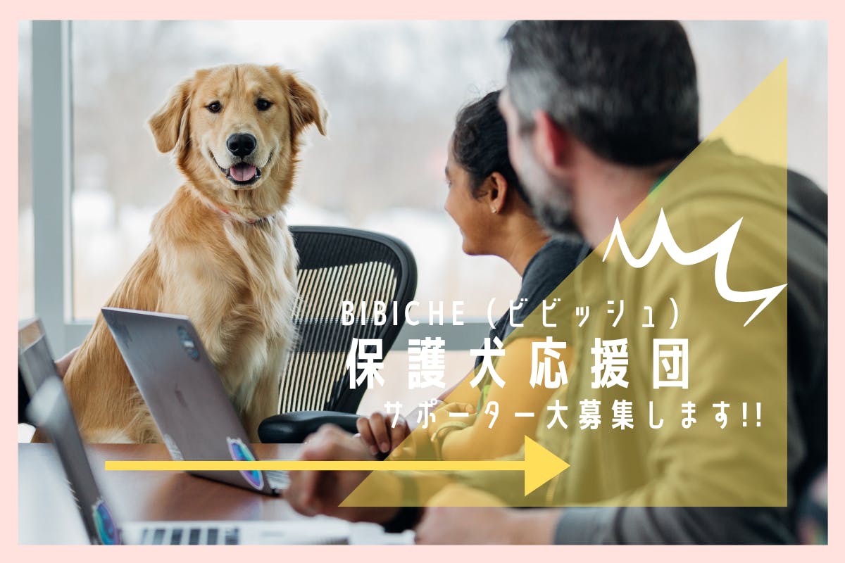 繁殖引退犬たちの 第二の犬生をしあわせにしたい プロジェクト Campfire キャンプファイヤー 繁殖引退犬たちの 第二の犬生をしあわせにしたい プロジェクト Campfire キャンプファイヤー