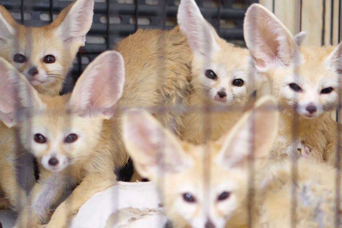 東京 日本初 フェネック スナネコ専門の砂漠の動物カフェ作ります Campfire キャンプファイヤー 東京 日本初 フェネック スナネコ専門の砂漠の動物カフェ作ります Campfire キャンプファイヤー