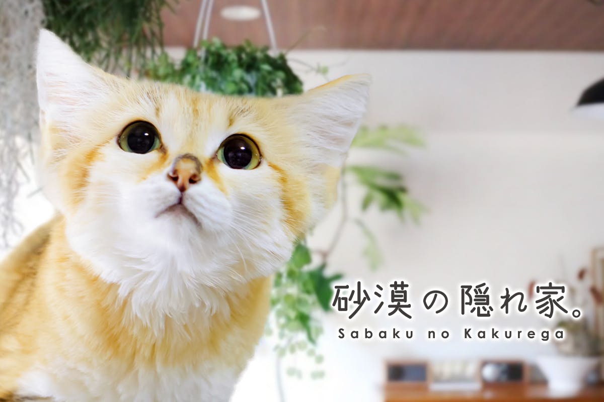 東京 日本初 フェネック スナネコ専門の砂漠の動物カフェ作ります Campfire キャンプファイヤー 東京 日本初 フェネック スナネコ専門の砂漠の動物カフェ作ります Campfire キャンプファイヤー