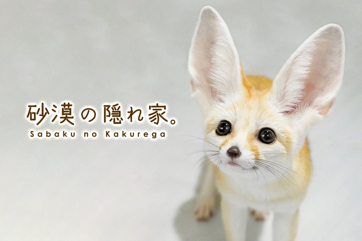 東京 日本初 フェネック スナネコ専門の砂漠の動物カフェ作ります Campfire キャンプファイヤー 東京 日本初 フェネック スナネコ専門の砂漠の動物カフェ作ります Campfire キャンプファイヤー
