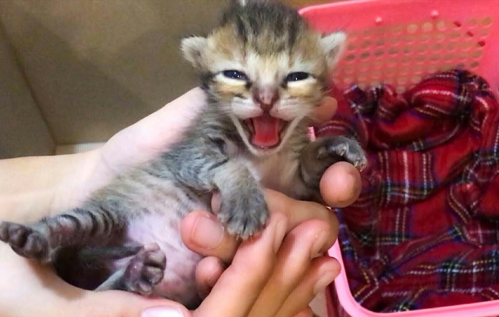 猫の保護と里親探しの活動を継続していきたい Campfire キャンプファイヤー 猫の保護と里親探しの活動を継続していきたい Campfire キャンプファイヤー