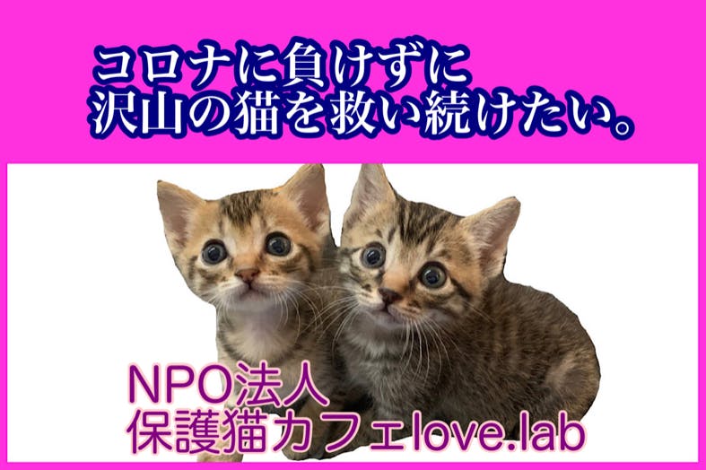 コロナに負けずに沢山の猫を救い続けたい Campfire キャンプファイヤー