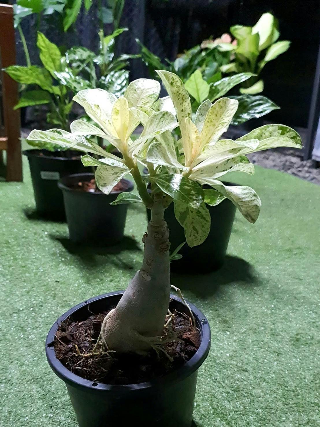 タイ直輸入の希少観葉植物ショップを開きたい Campfire キャンプファイヤー タイ直輸入の希少観葉植物ショップを開きたい Campfire キャンプファイヤー