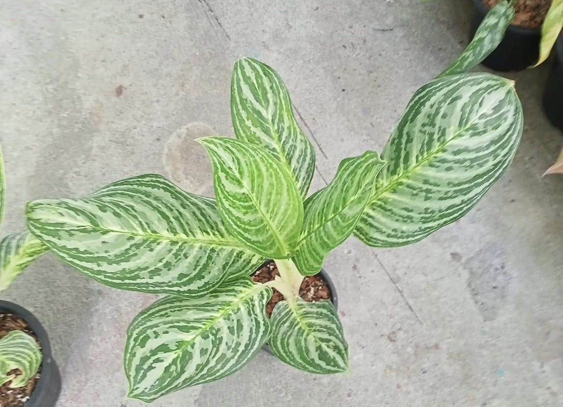 タイ直輸入の希少観葉植物ショップを開きたい Campfire キャンプファイヤー タイ直輸入の希少観葉植物ショップを開きたい Campfire キャンプファイヤー