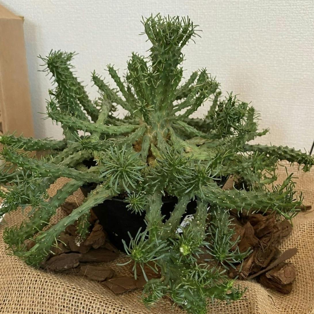 タイ直輸入の希少観葉植物ショップを開きたい Campfire キャンプファイヤー タイ直輸入の希少観葉植物ショップを開きたい Campfire キャンプファイヤー