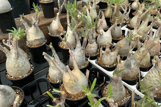 タイ直輸入の希少観葉植物ショップを開きたい！