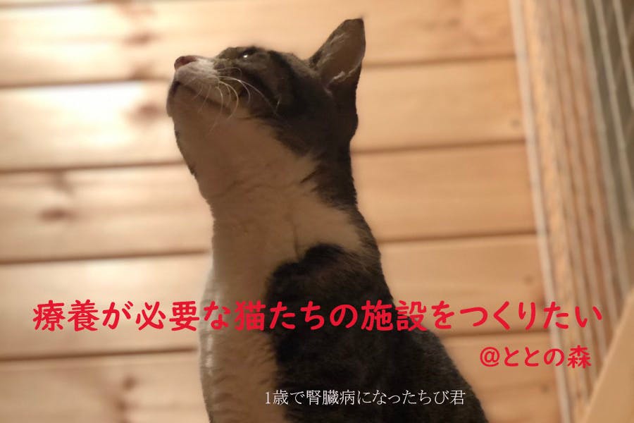 ストレスを受けやすい病気や高齢猫のためにサナトリウム（療養施設）を 