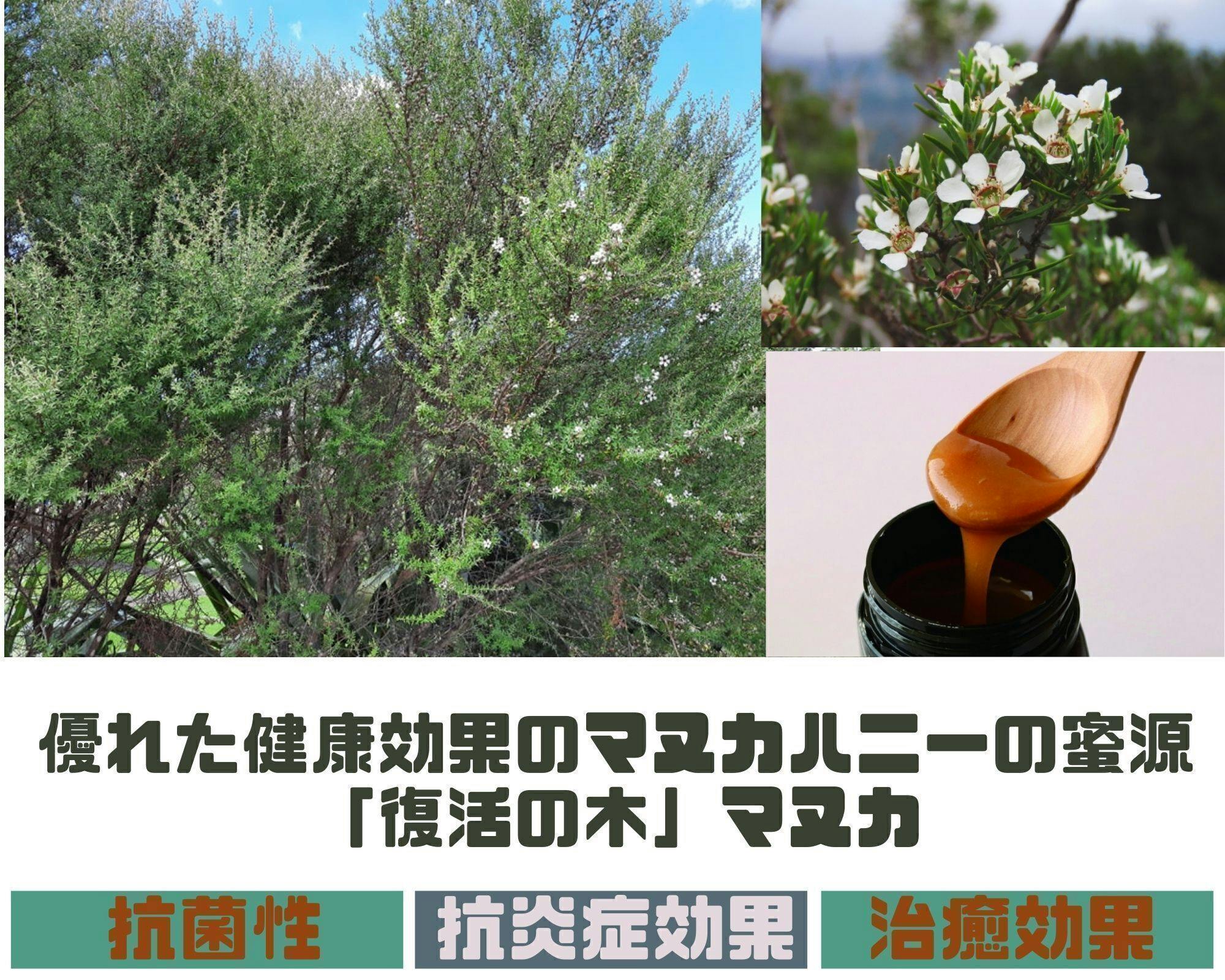 マヌカハニーの健康効果を安く 気軽に マヌカティーを日本初上陸させたい Campfire キャンプファイヤー マヌカハニーの健康効果を安く 気軽に マヌカティーを日本初上陸させたい Campfire キャンプファイヤー