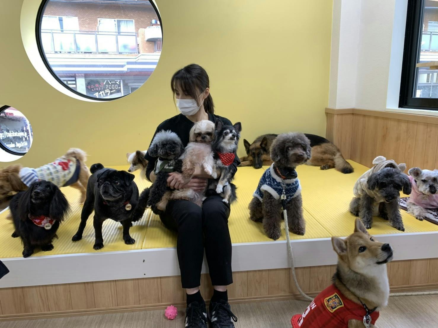 助けてください 京都の老舗犬猫ふれあいカフェ存続の危機 Campfire キャンプファイヤー 助けてください 京都の老舗犬猫ふれあいカフェ存続の危機 Campfire キャンプファイヤー