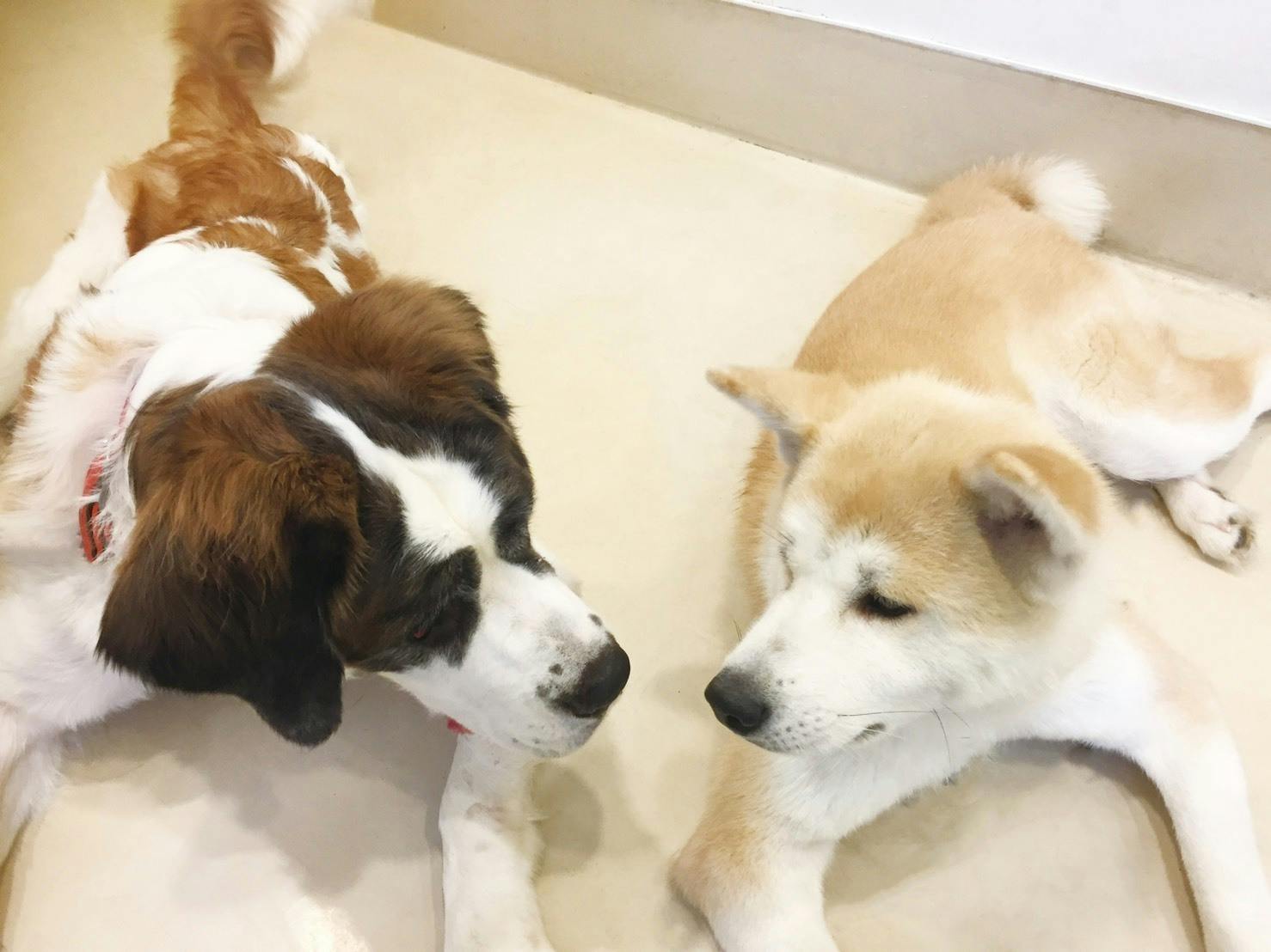 助けてください 京都の老舗犬猫ふれあいカフェ存続の危機 Campfire キャンプファイヤー 助けてください 京都の老舗犬猫ふれあいカフェ存続の危機 Campfire キャンプファイヤー