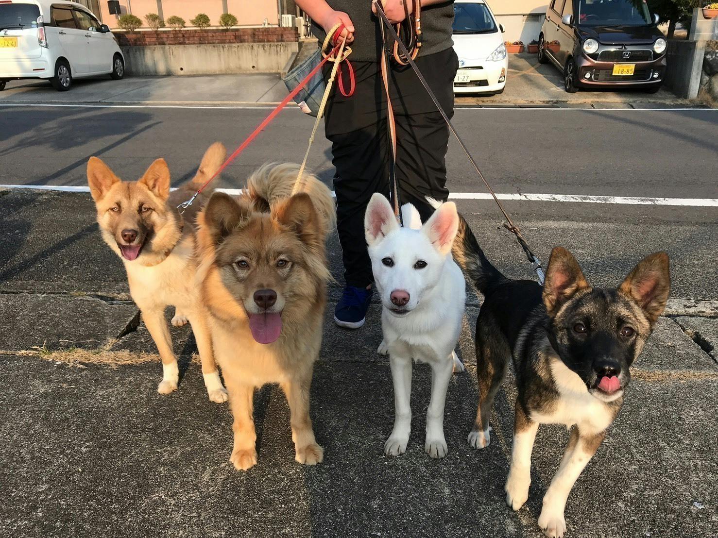 和歌山から保護犬 猫を救うシェルターの増設と不妊手術専門の病院の開設プロジェクト Campfire キャンプファイヤー 和歌山から保護犬 猫を救うシェルターの増設と不妊手術専門の病院の開設プロジェクト Campfire キャンプファイヤー