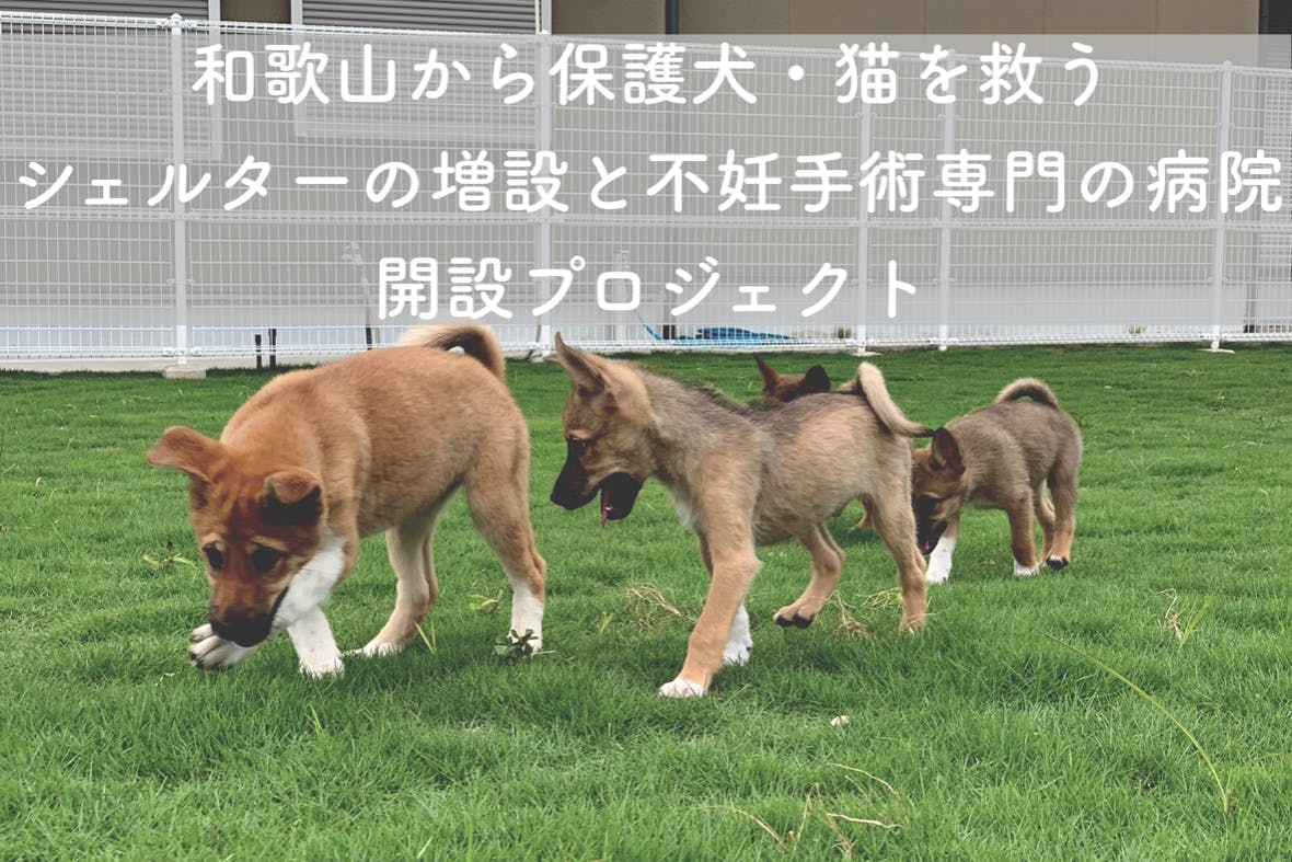 和歌山から保護犬 猫を救うシェルターの増設と不妊手術専門の病院の開設プロジェクト Campfire キャンプファイヤー
