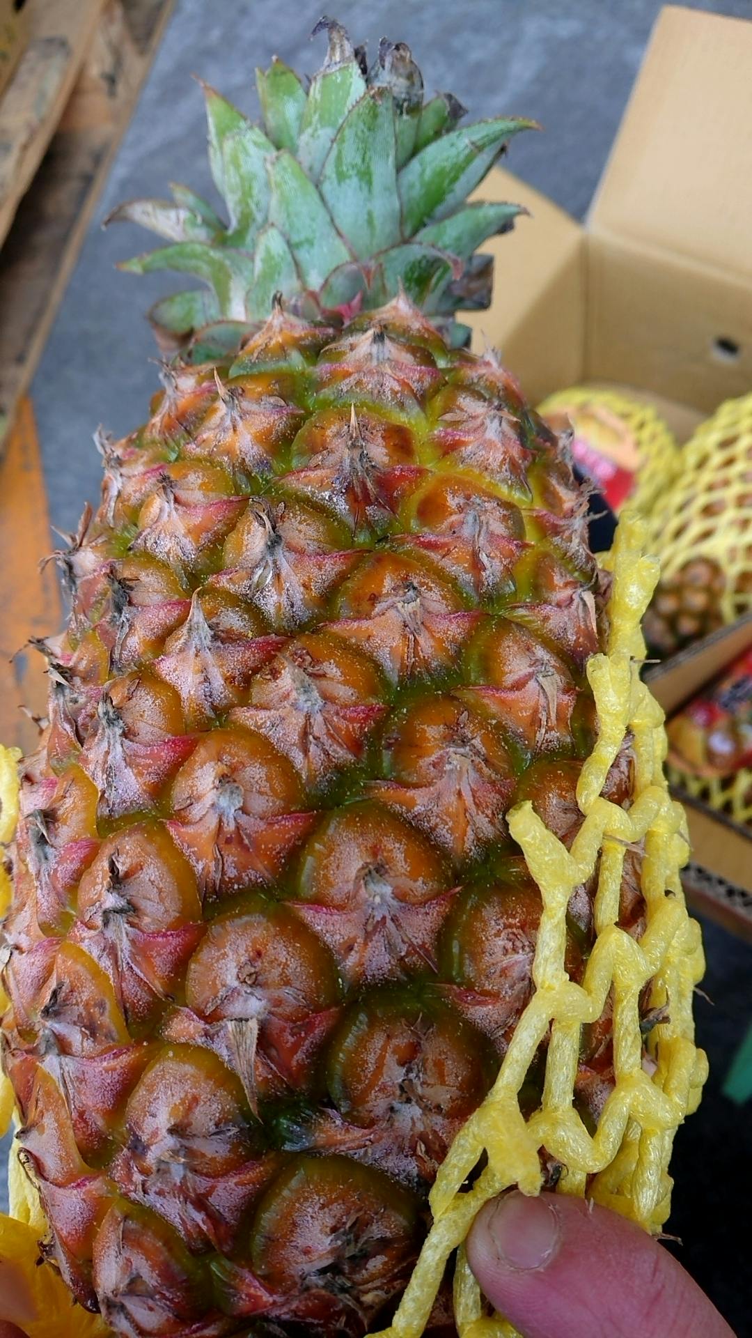 台湾パイナップルが5トン入ってくる 第2弾 Campfire キャンプファイヤー 台湾パイナップルが5トン入ってくる 第2弾 Campfire キャンプファイヤー