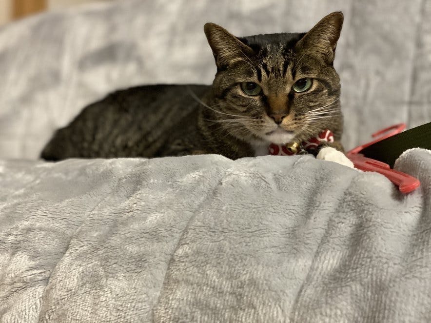 田舎に保護猫カフェを作りたい Campfire キャンプファイヤー 田舎に保護猫カフェを作りたい Campfire キャンプファイヤー